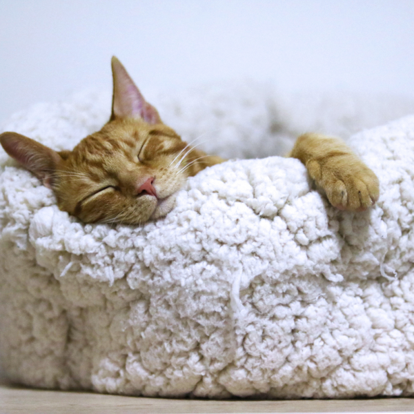 cat bed