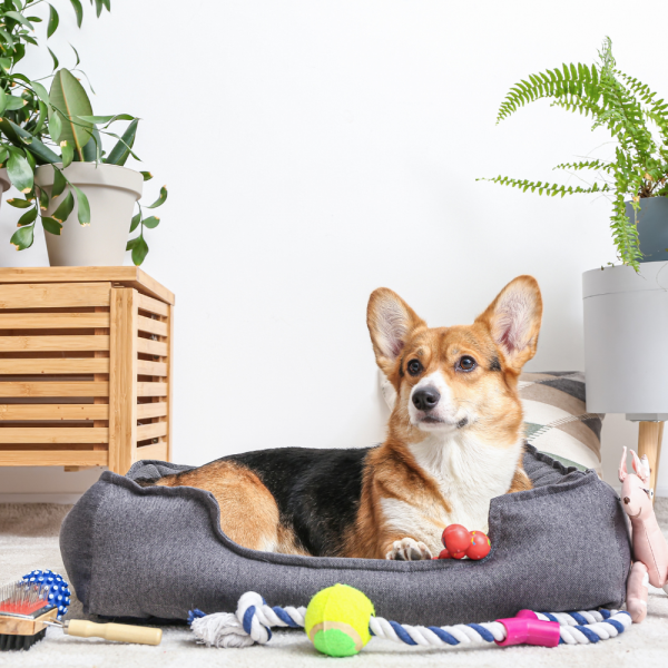 dog bed
