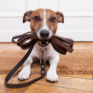 dog leash for airbnb