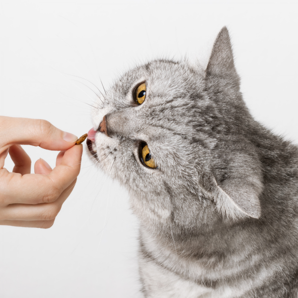 cat treats for orlando vacation
