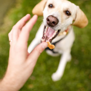 dog treats