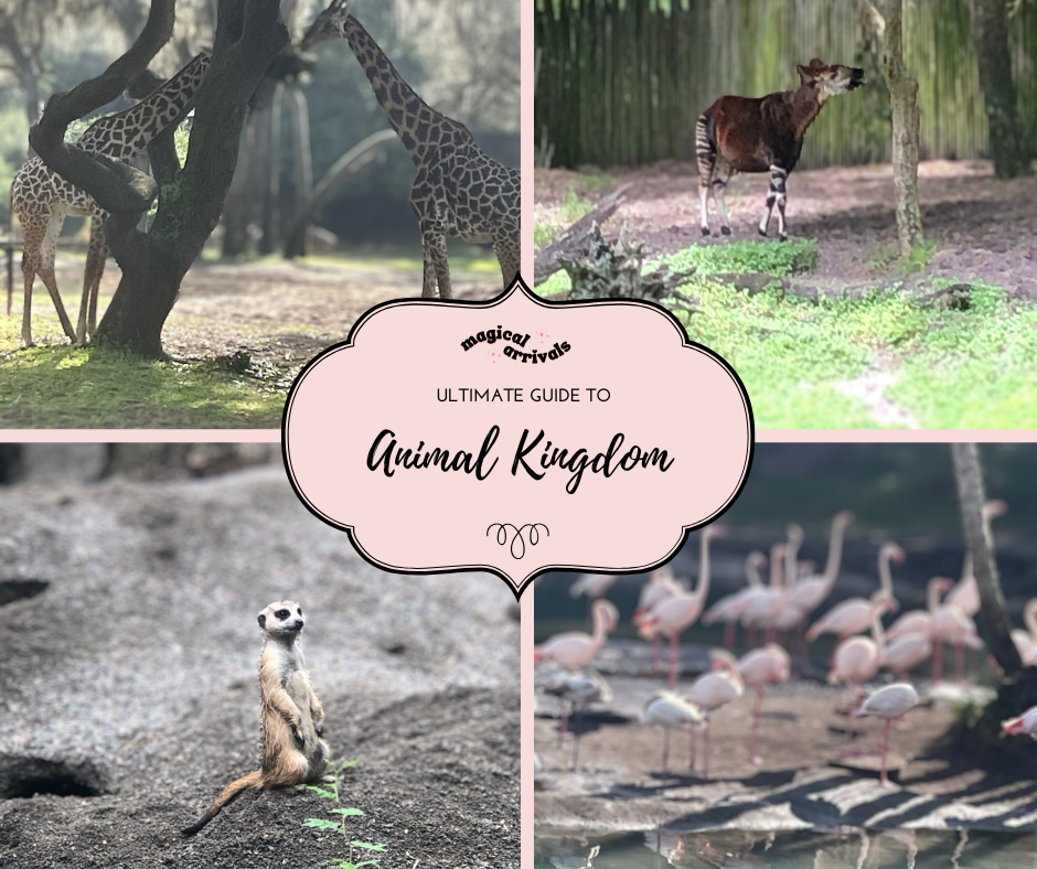 Animal Kingdom featured image